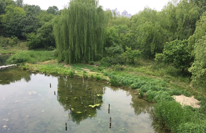 El Bosque de Seúl es una de las áreas verdes más extensas en la ciudad y conecta con el río Hang, espacio ideal para quienes gustan de conocer las ciudades caminando.